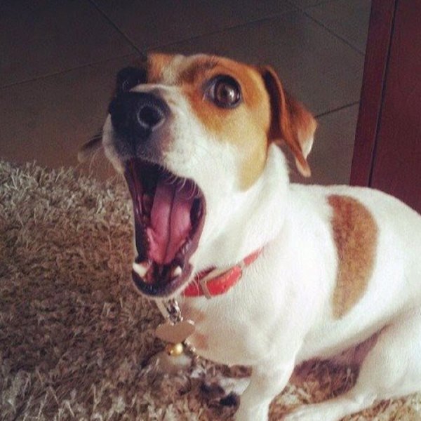 Джек Рассел собака