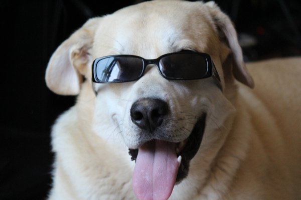 Веселый лабрадор