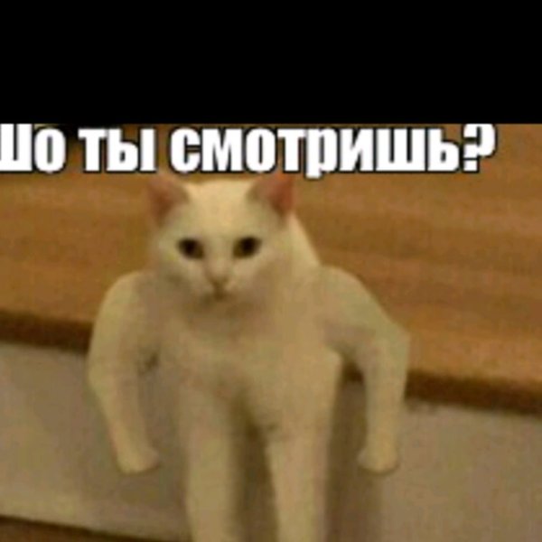 Широкий кот Мем