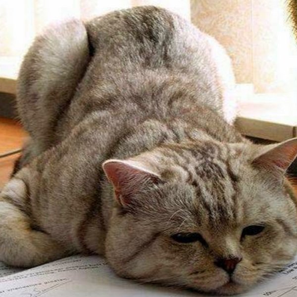 Шутки про бухгалтеров