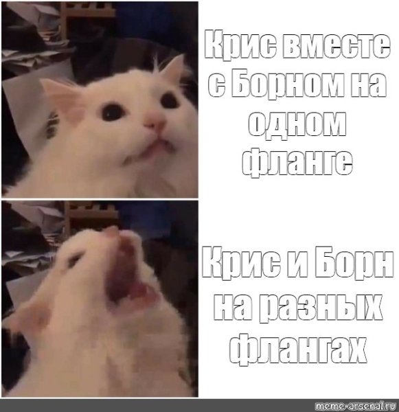 Кричащие коты мемы