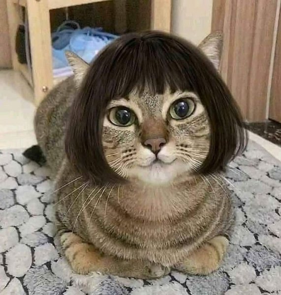 Кошка в парике каре