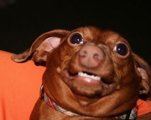 Смешные собаки