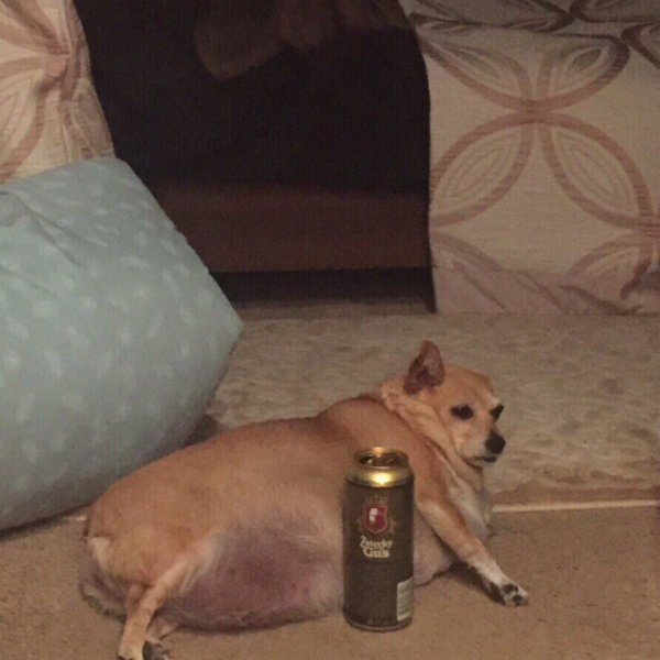Собака с пивом Мем
