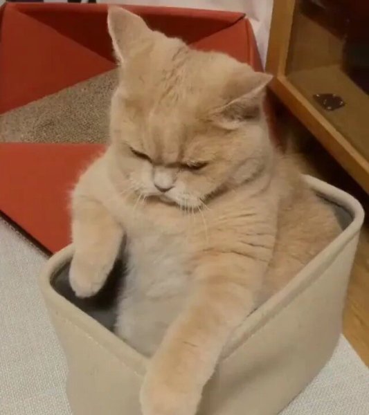 Обиженная кошка