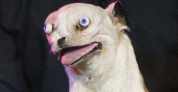 Упоротый кот