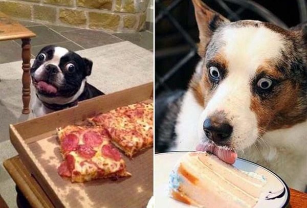 Собачка с едой