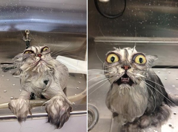 Мокрый котенок