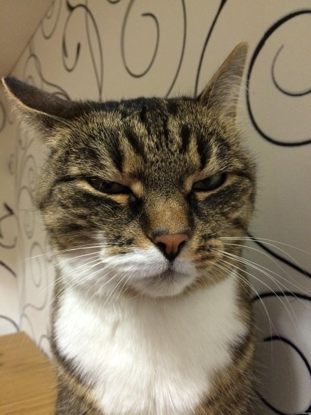 Недоверчивый кот