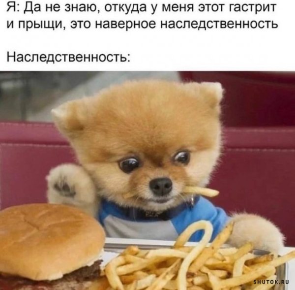 Собака с бургерами