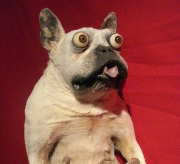 Смешные чучела животных