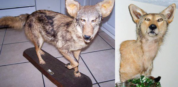 Чучело волка