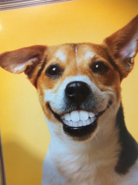 Мемы с собачками