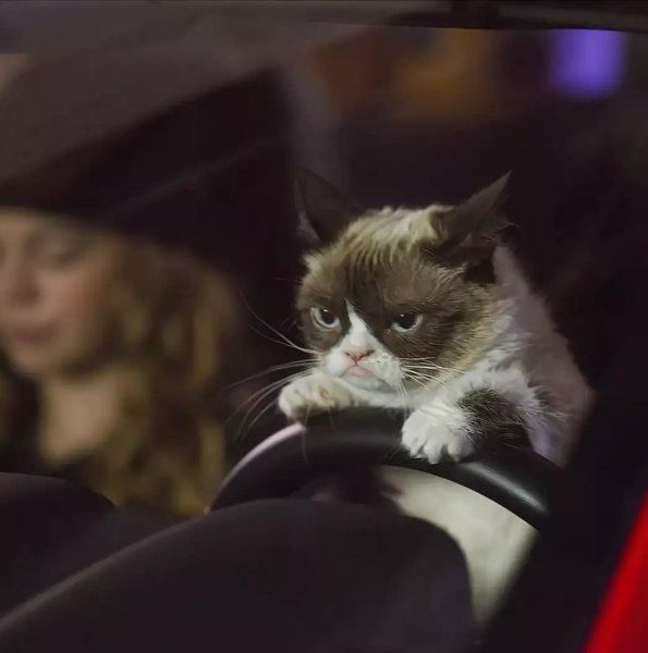 Кот за рулем