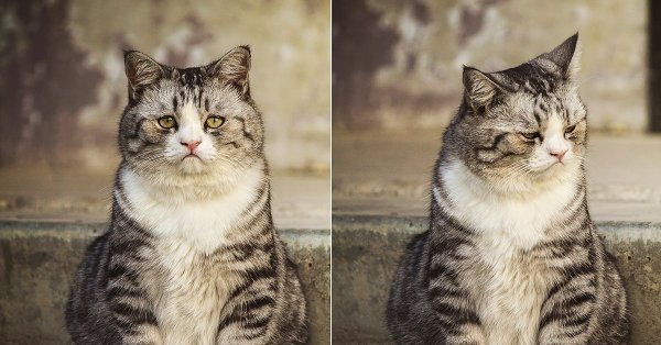 Обиженные котики