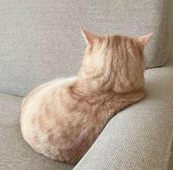 Кот обиделся