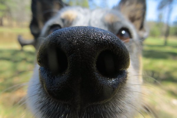 Собачий нос