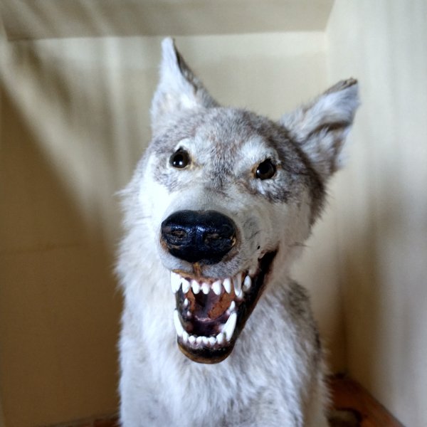 Таксидермия чучело шакала