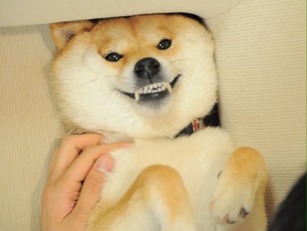 Сиба ину доги