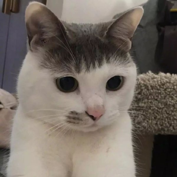 Кот с челкой