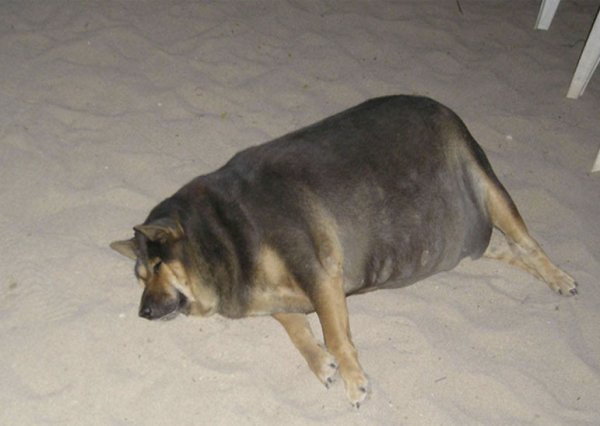 Толстая собака