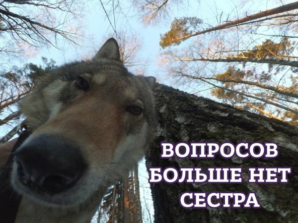 Где твой хиджаб сестра Мем волк