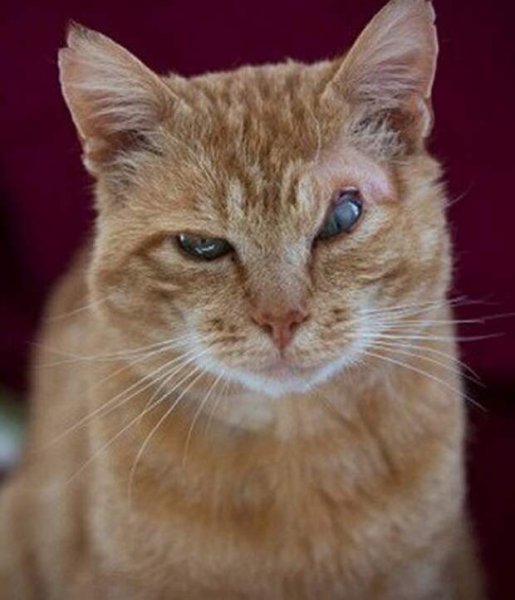 Презренный взгляд кота