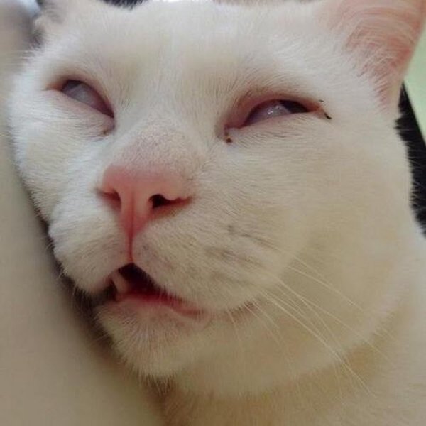 Серьезные коты