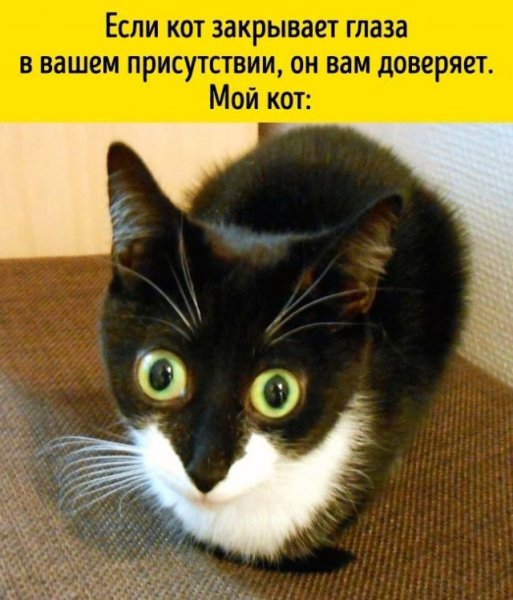 Мем если кот вам доверяет