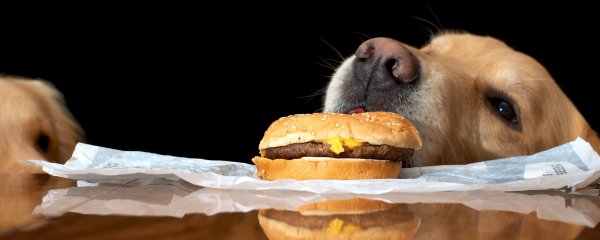 Собака ест бургер