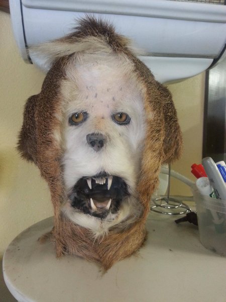 Смешные чучела животных