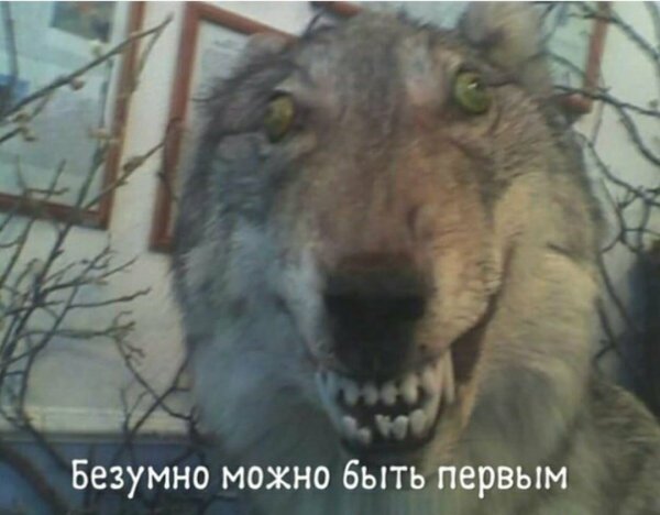 Кривой волк