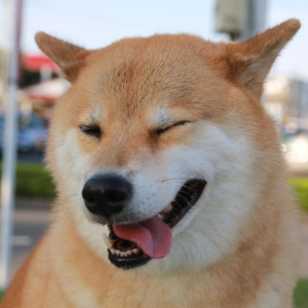 Акита ину Doge