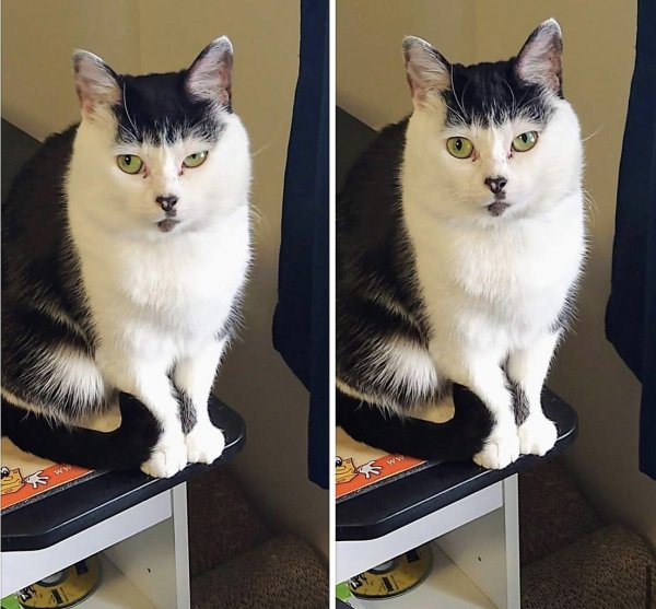 Толстый кот с челкой