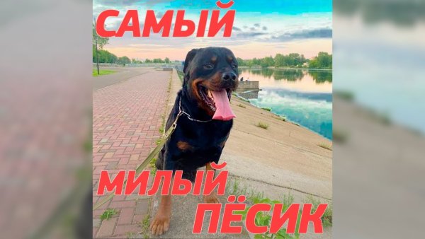Оскар собака из тик тока
