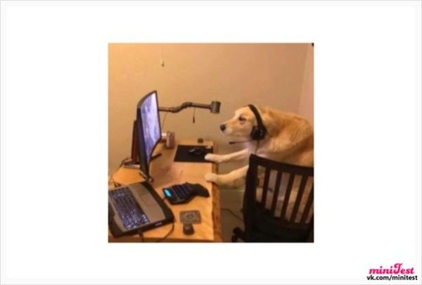 Сутулая собака за компом