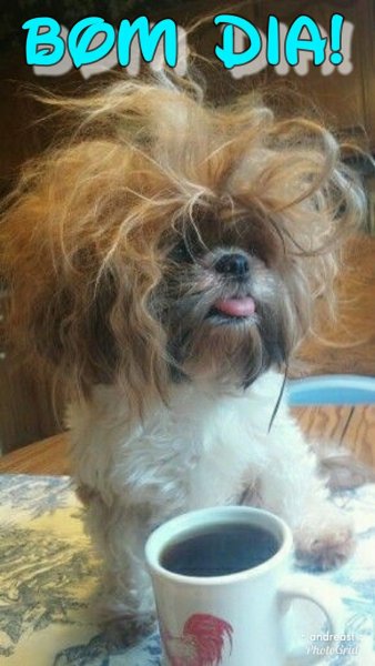 Доброе утро лохматый