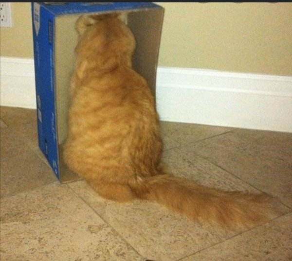 Кот обиделся