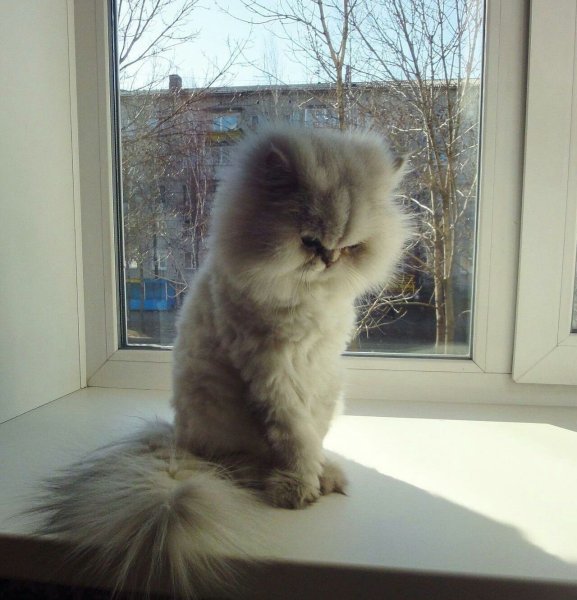 Кот обиделся