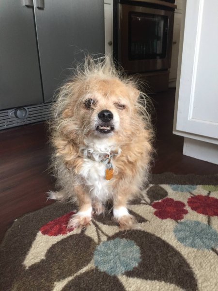 Смешные собаки просыпаются