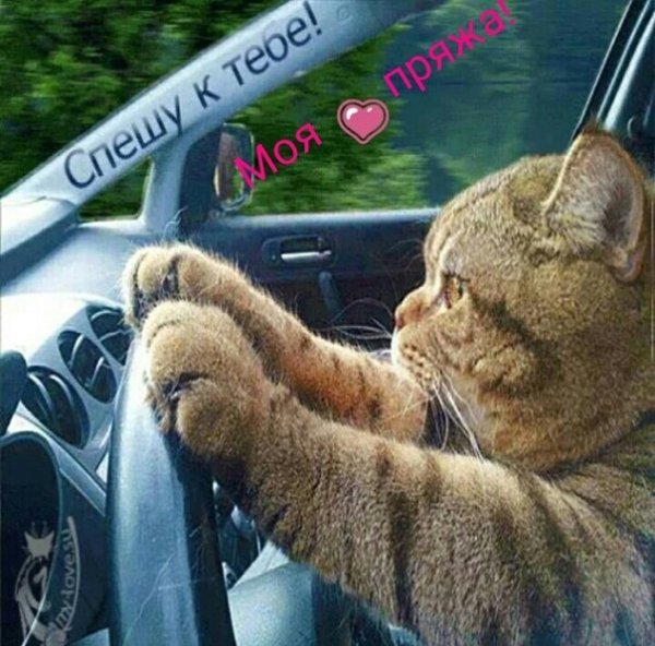 Кот за рулем