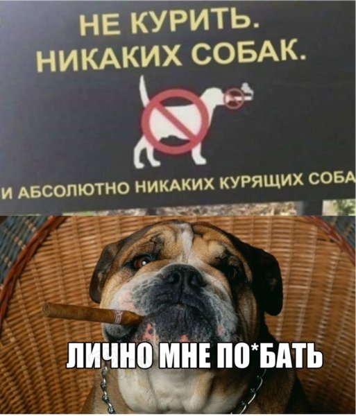Пёсик курит
