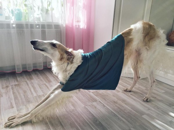 Псовая борзая Эрис