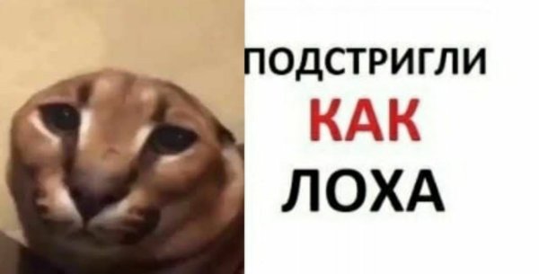 Подстригли как лоха