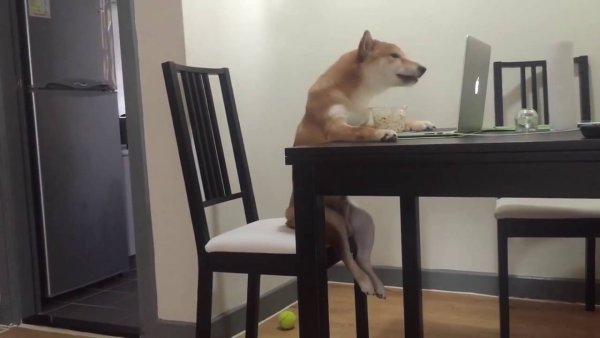 Сибу ина за компьютером