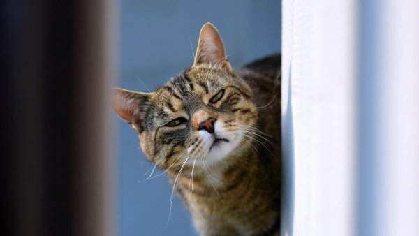 Подозрительный взгляд кота