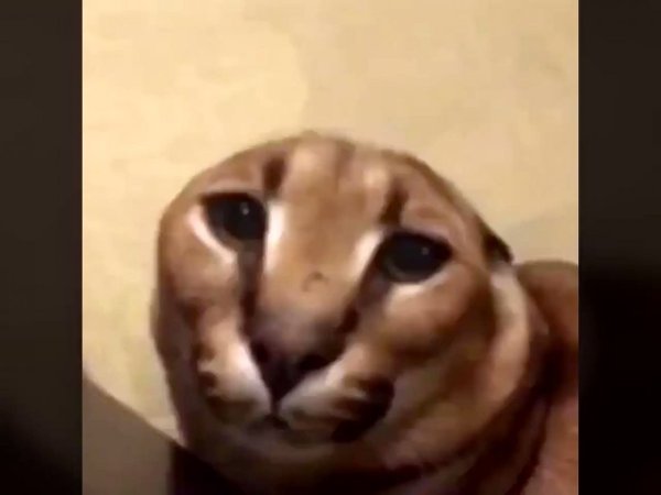 Шлёпа каракал без ушей