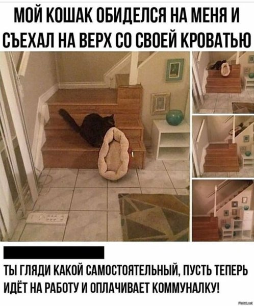 Обиженный кот Мем