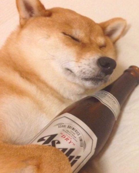 Пес с пивом