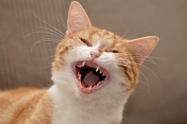 Истерический смех кот